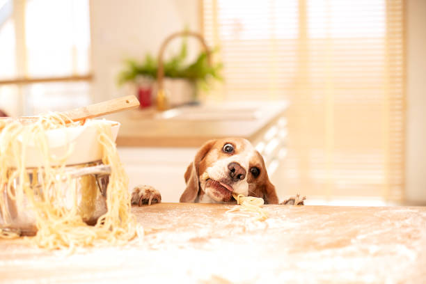 istock Cute beagle with food in the kitchen. 1198125215