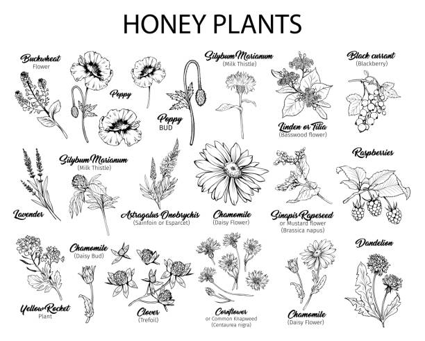 Honey plants black ink sketches set Blooming flowers free hand illustrations set. Honey plants with titles black and white cliparts. Botanical sketches with calligraphy. Monochrome floral blossom and engraved berries design collection honey illustrations stock illustrations