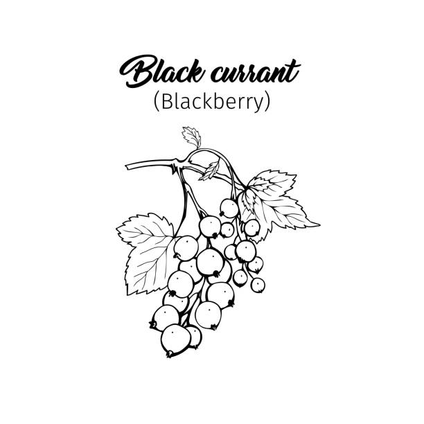 черная смородина от руки чернила перо иллюстрации - tea berry currant fruit stock illustrations