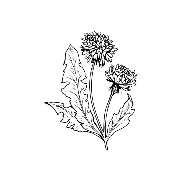löwenzahn in blüte schwarze tinte skizze. - dandelion wildflower field flower stock-grafiken, -clipart, -cartoons und -symbole