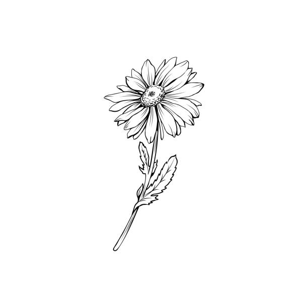 German chamomile black ink sketch vector art illustration