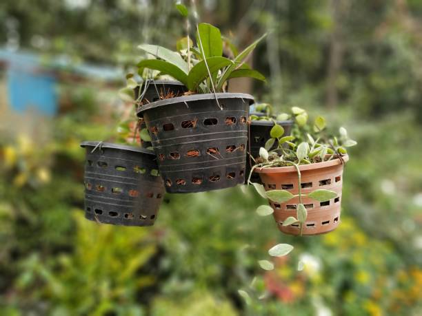 istock Hanging flower pots. In a plant nursery 1198126491