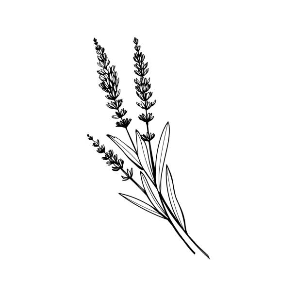 Lavender black ink hand drawn sketch Lavender black and white vector sketch. Fragrant French wildflower with title. Violet summer honey plant sketched outline. Blooming aromatic Provence wild flower engraving. Aromatherapy scent lavender plant stock illustrations