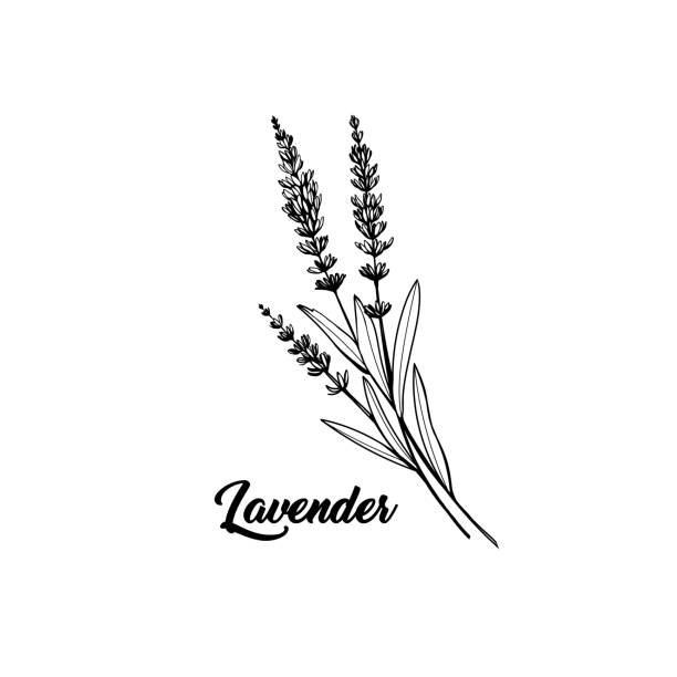 Lavender black ink hand drawn sketch vector art illustration