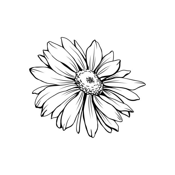 German chamomile black ink sketch vector art illustration