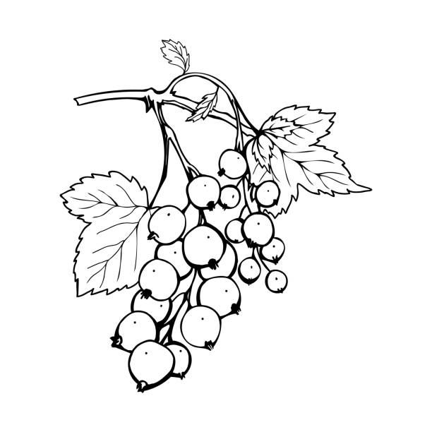 czarna porzeczka z pisakiem z atramentem ilustrowym - berry fruit currant dessert vector stock illustrations