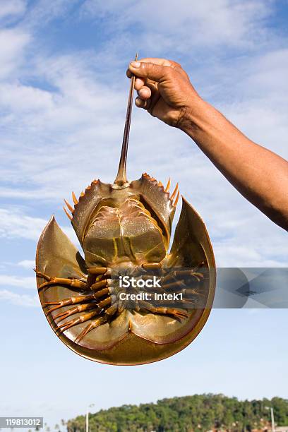 Hand Holding Horseshoe Crabs Stock Photo - Download Image Now - Horseshoe Crab, Animal, Animal Shell