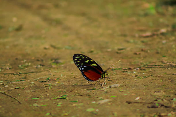 Beautiful butterfly in the middle of the path. Butterfly waiting, background.