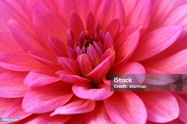 Dahlia Stock Photo - Download Image Now - Beauty In Nature, Blossom, Botany