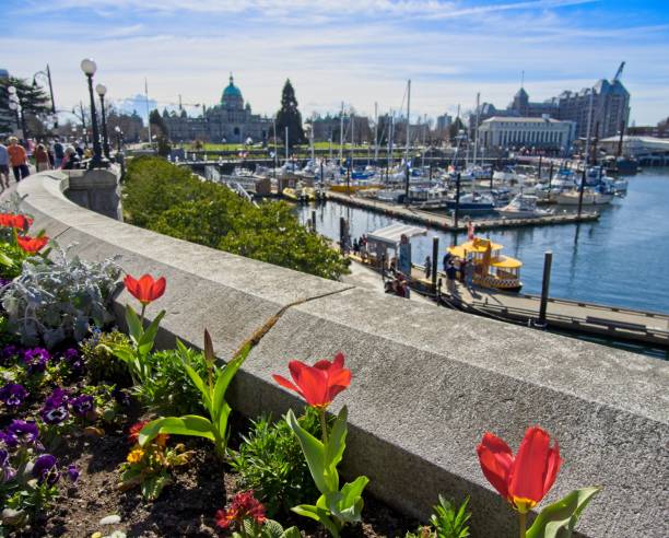 istock Spring flowers in Victoria BC downtown 1198130437