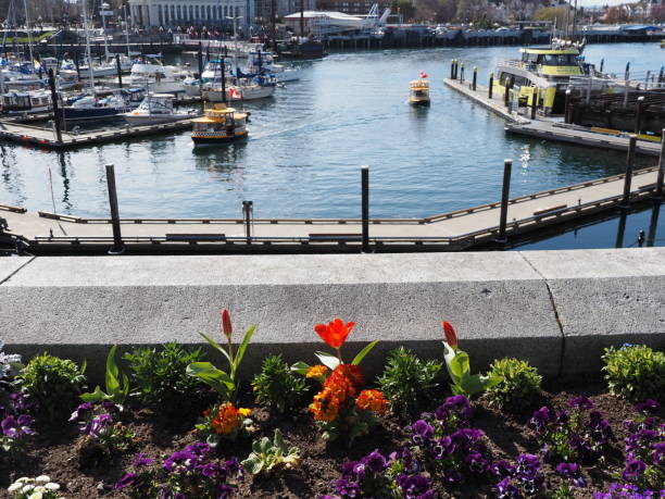 istock Spring flowers in Victoria BC downtown 1198130495