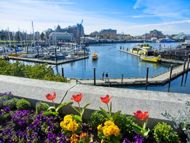 Spring flowers in Victoria BC downtown Springtime blooming flowers in downtown of Victoria BC on Vancouver Island, Canada victoria harbour stock pictures, royalty-free photos & images