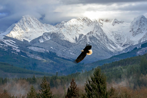Landscape view of snow capped mountains in the North Cascade mountain range in Washington State, with a majestic Bald Eagle soaring in the foreground in flight over soft mist among the evergreen trees of the foothills.