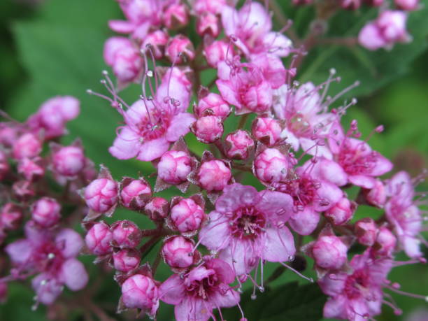 istock Bright Pink Summer Flower 1198133112
