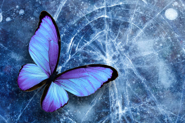 istock beautiful tropical butterfly sits on the ice with cracks. template for design. 1198133421