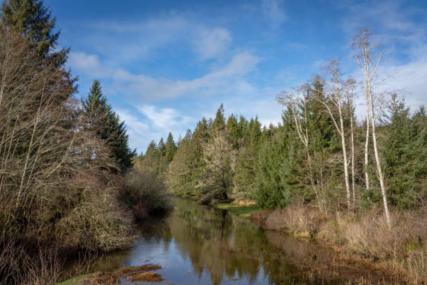 istock Roaring Creek Slough, Washington State USA 1198134058