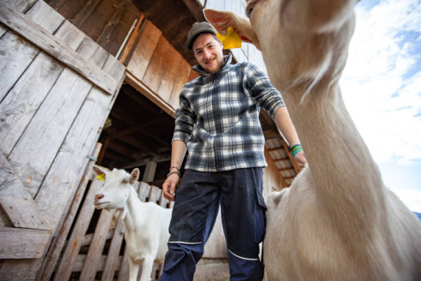 vista ad angolo basso di happy smiling man between domestic goats - foto d'archivio - il formaggio di coltivatore foto e immagini stock