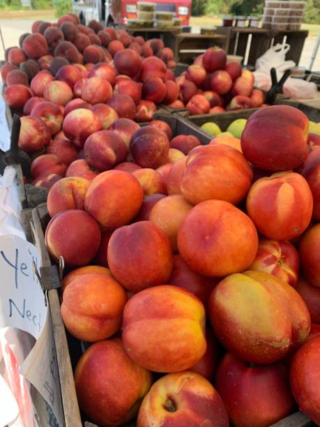 istock Fresh Peaches and Nectarines in Virginia 1198135150