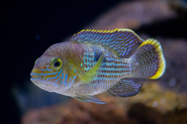 istock Aquarium colorful fish in dark blue waters 1198136141