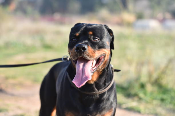 istock rottweiler in the green field 1198138617