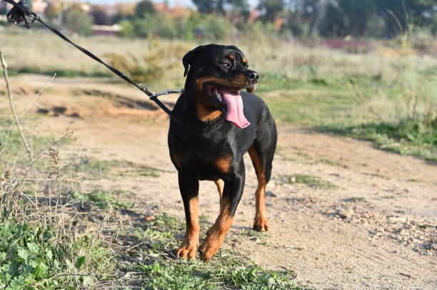 istock rottweiler in the green field 1198139134
