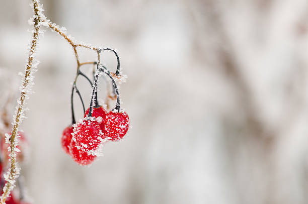 istock Red berries in the winter 119814006