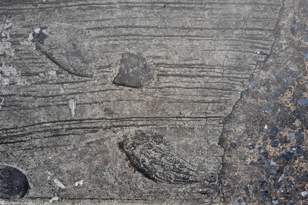 istock shoe footprint  on concrete cement 1198140458