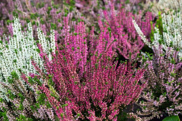 istock Flowering heather plants growing in garden 1198140789