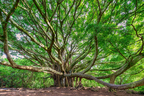 gran árbol banyan con ramas que llegan en maui, hi a lo largo del sendero pipiwai cerca de la carretera a hana - haleakala national park fotos fotografías e imágenes de stock