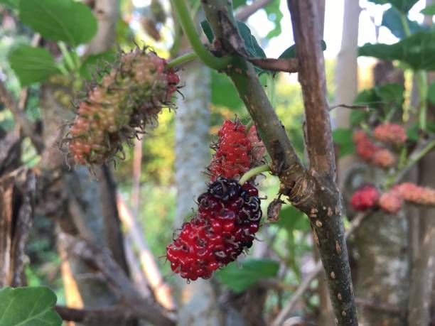istock Beautiful mulberry fruit in the garden 1198142250