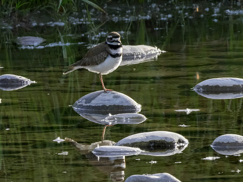 a killdeer bird beside a stream at schwabachers landing in grand teton national park in the united states