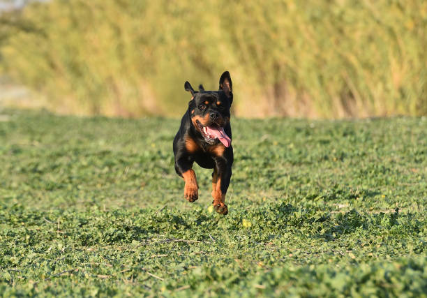 istock rottweiler in the green field 1198145800