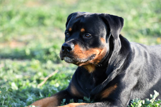 istock rottweiler in the green field 1198145802