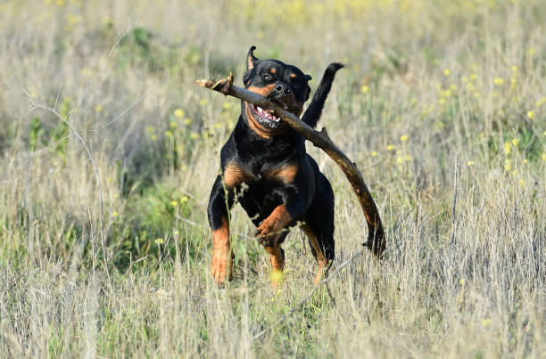 istock rottweiler in the green field 1198145814