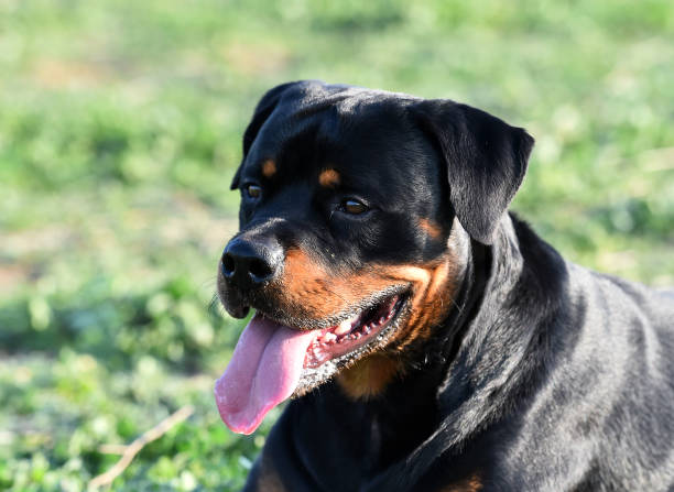istock rottweiler in the green field 1198145815