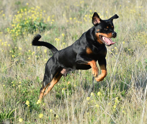 istock rottweiler in the green field 1198145816