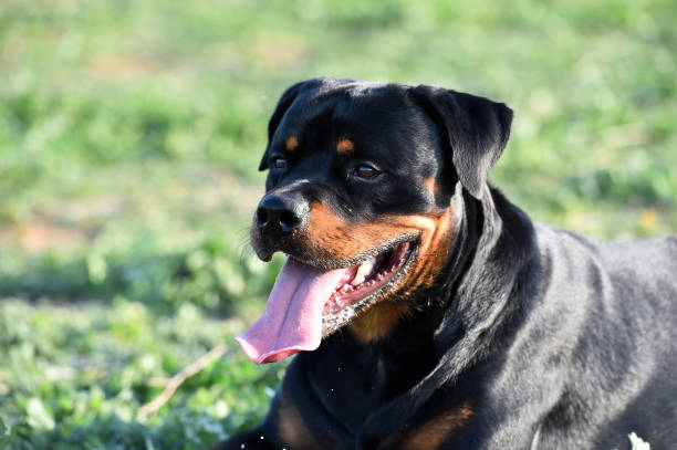 istock rottweiler in the green field 1198145840