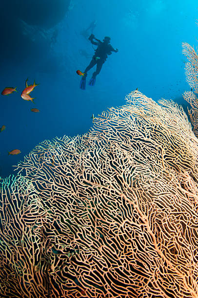 istock scuba divers and boat silhouette with soft coral 119814636