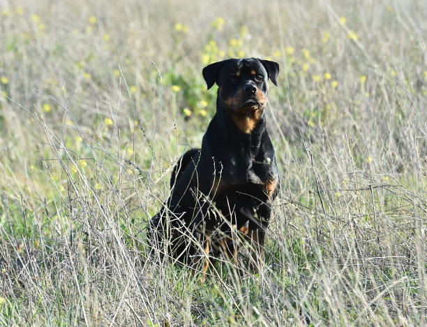 istock rottweiler in the green field 1198147482