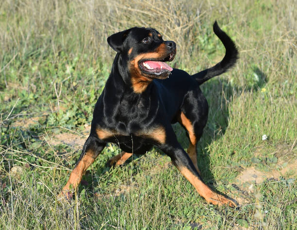 istock rottweiler in the green field 1198147495