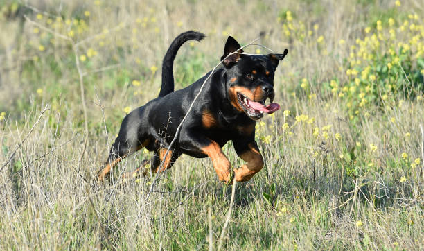 istock A nice rottweiler in the field 1198147544