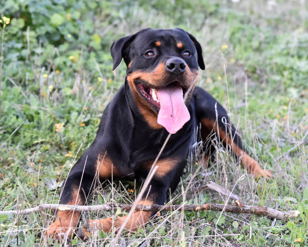 istock A nice rottweiler in the field 1198147560