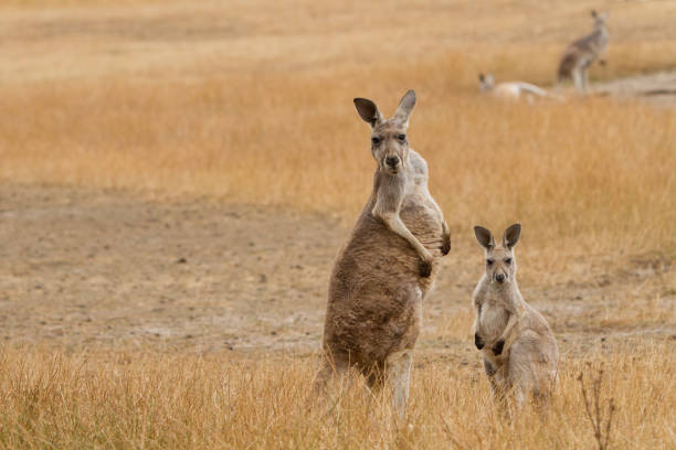 istock Kangaroos in the Australian Outback 1198151006