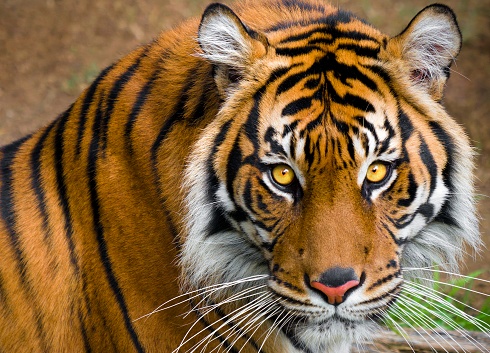 This majestic image capture shows the stoic face and head of wild tiger in a portrait, white the feline is looking towards the camera.