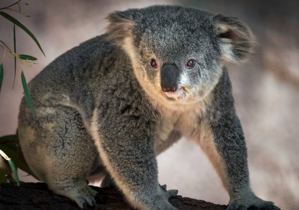 koala bear sitting on branch in Australia stock photo