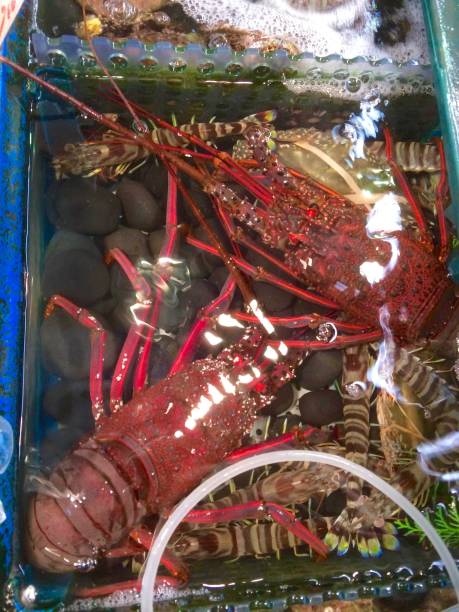 istock Ise shrimp and prawns in the aquarium 1198151797