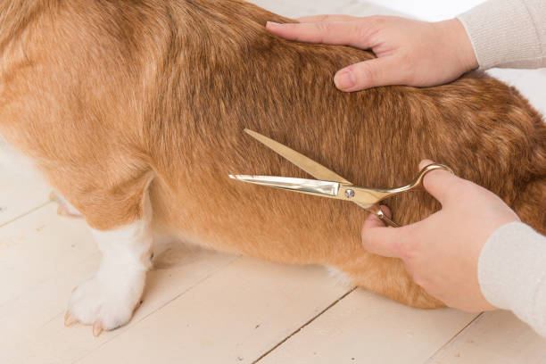 istock Pet groomer with scissors makes grooming dog 1198153652