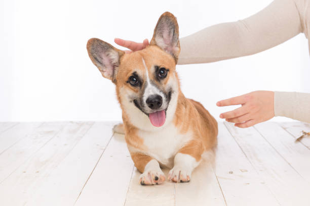 istock Pembroke Welsh Corgi grooming 1198153660