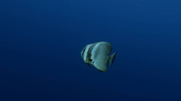 istock Orbicular batfish (Platax orbicularis) swimming below sea surface 1198154719