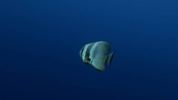 Orbicular batfish (Platax orbicularis) swimming below sea surface Gaafu Alifu Atoll, Southern Atolls, Maldives - April 6, 2019 : Underwater sea life in Maldives (2019_0328_0408-04-06_121139-007) batfish platax stock pictures, royalty-free photos & images